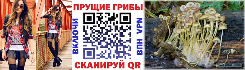 Псилоцибиновые грибы мухоморы  магазин продажи   Бердск 